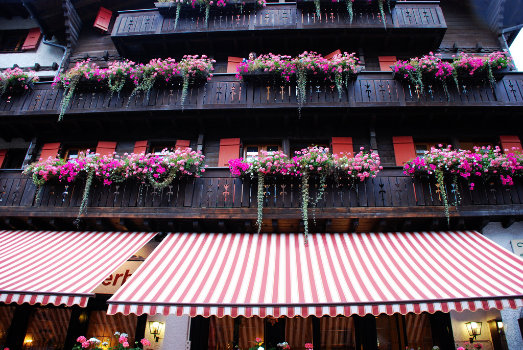 誰家的窗臺(tái)，柔軟了我的心？