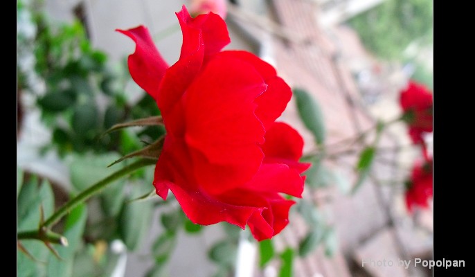 繼續(xù)月季，紅得發(fā)紫的月季！