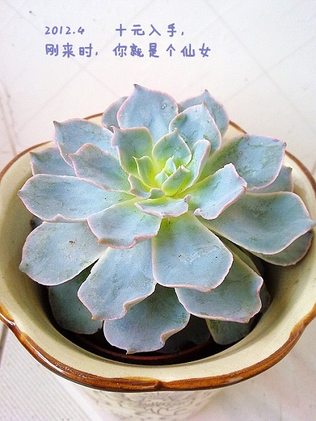 我家的藍石蓮從美少女→女屌絲→英雄母親的成長歷程~