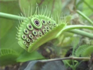 亞馬遜叢林里的可怕植物