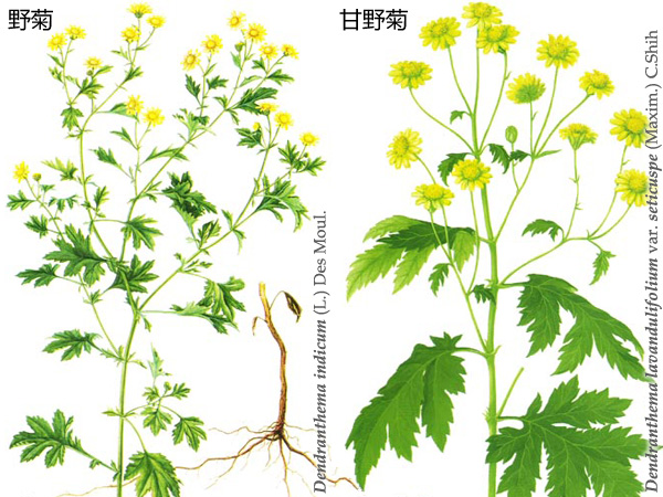 秋與菊花