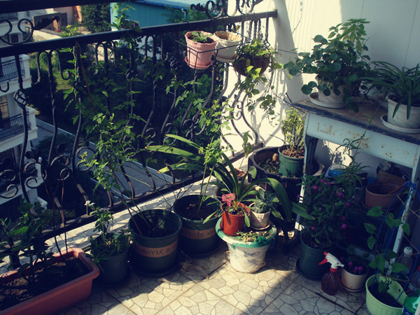 【Mirror-J陽(yáng)臺(tái)MiNi花園】養(yǎng)成記~~目標(biāo)