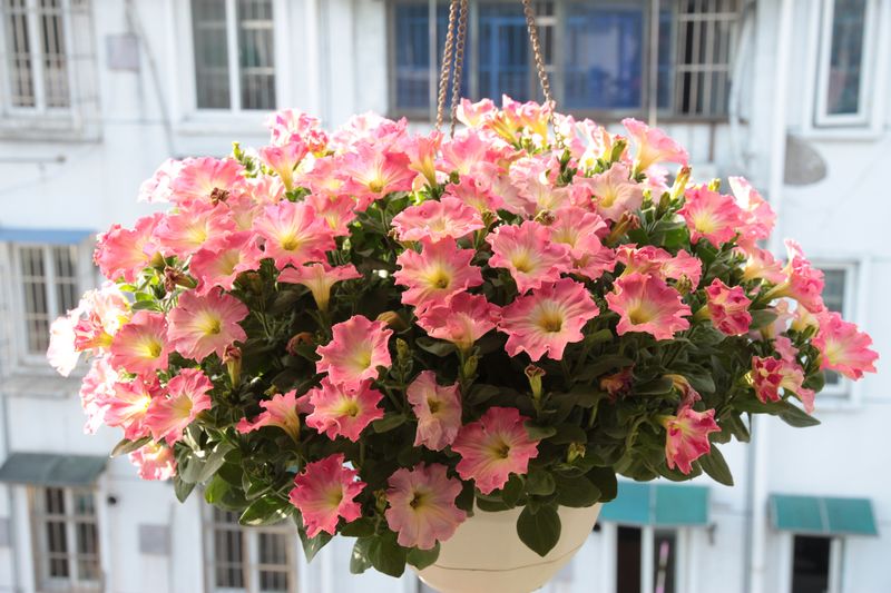 站在開滿花的陽(yáng)臺(tái)上，生活如此的美好