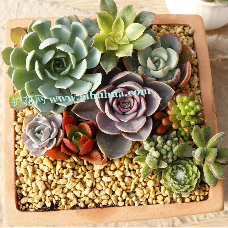 多肉植物種植用土