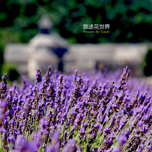紫田 - 繚繞的薰衣草