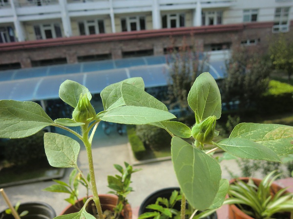 我的花腳步，我的向日葵開花啦