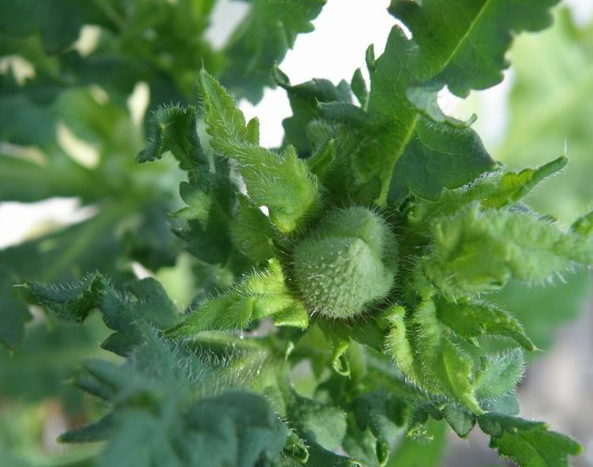 我又來賣萌，曬我的花花草草們啦