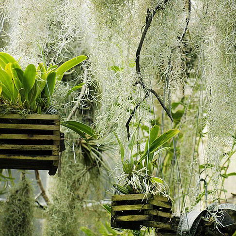 有人知道什么是空氣草嗎？這邊課堂介紹哦