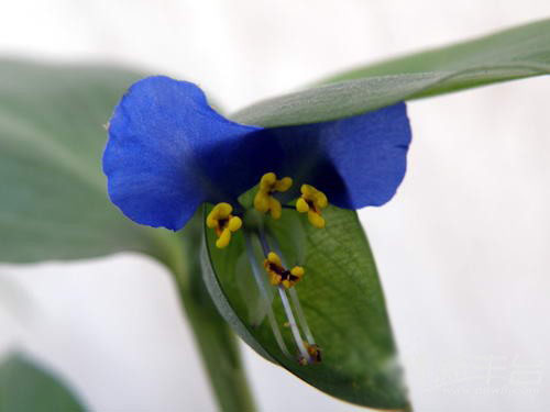 迷人的藍色，鴨跖草的給生活的福利