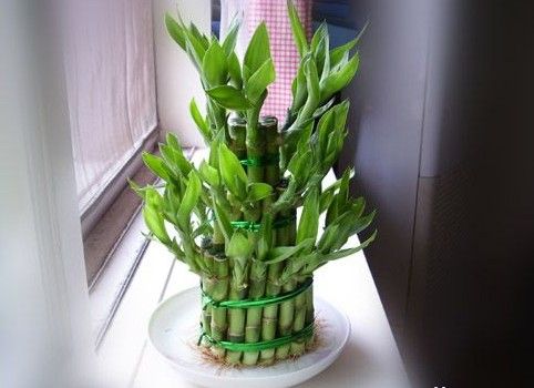 怎樣栽培富貴竹？