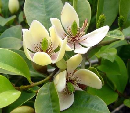 怎么養(yǎng)含笑花？