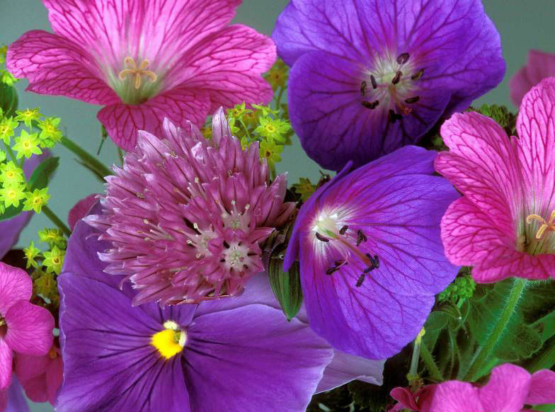 花卉有哪些分類方法？