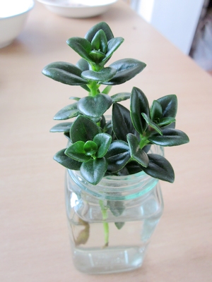 你們知道金魚吊蘭能水培嗎？