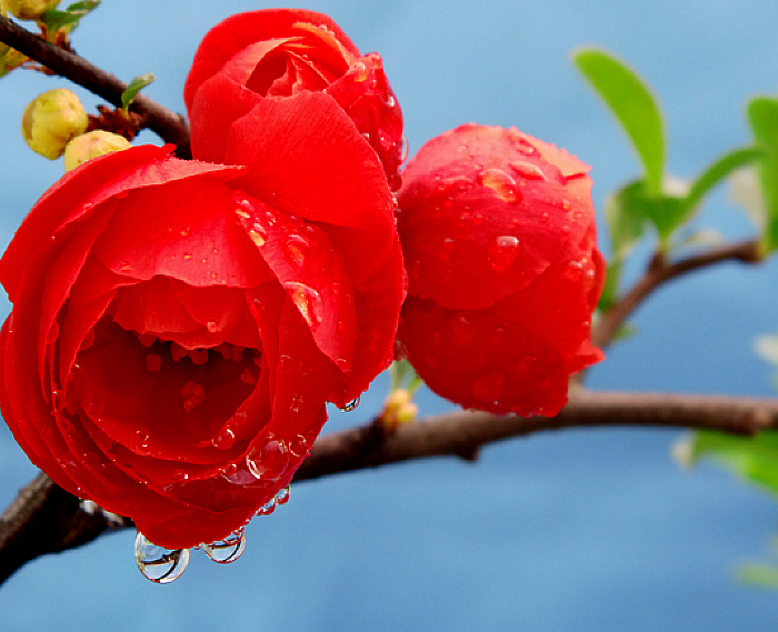 濟濟一“棠”：那些被叫做“海棠”的花兒們